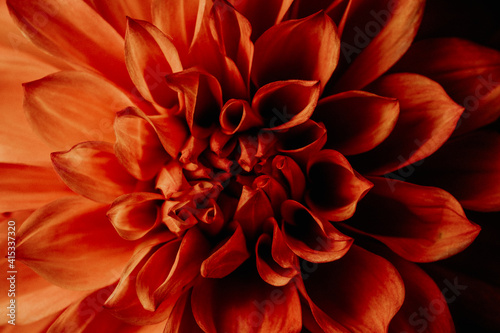 Macro photography of a dark red chrysanthemum. Delicate petals in selective focus. Background of chrysanthemums. Concept of tenderness and fragility for the mother © Кирилл Горшков