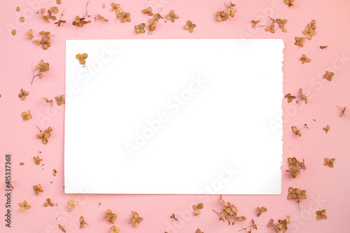 Abstract pink background with dried chrysanthemum flowers. In the center of the composition is a white sheet. Abstract minimalistic composition for florist design © nagornyak
