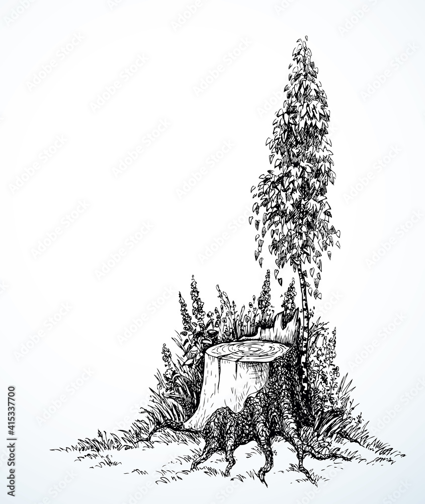 Vector image. Young birch tree grew around an old stump