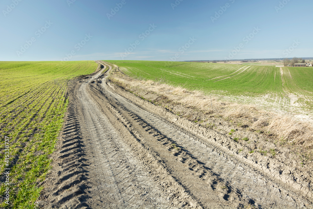 A sandy dirt road among green spring fields