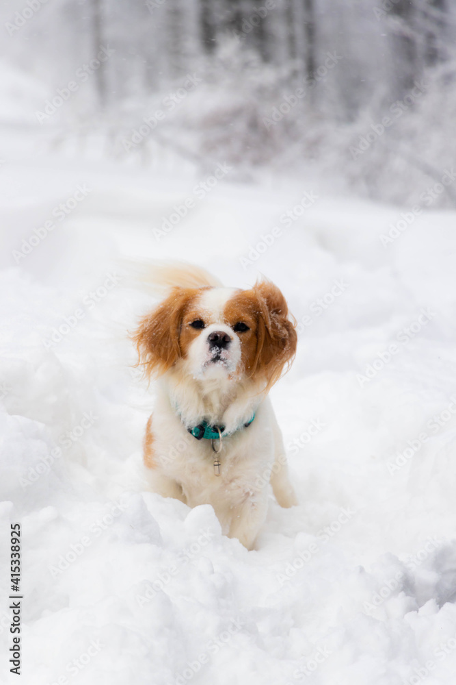 white small doggy playing in the snow white small doggy playing in the snow