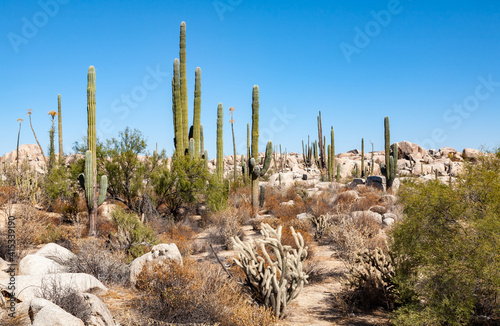 Cardon or elephant cactus Pachycereus pringlei in boulder field of Baja California, Mexico