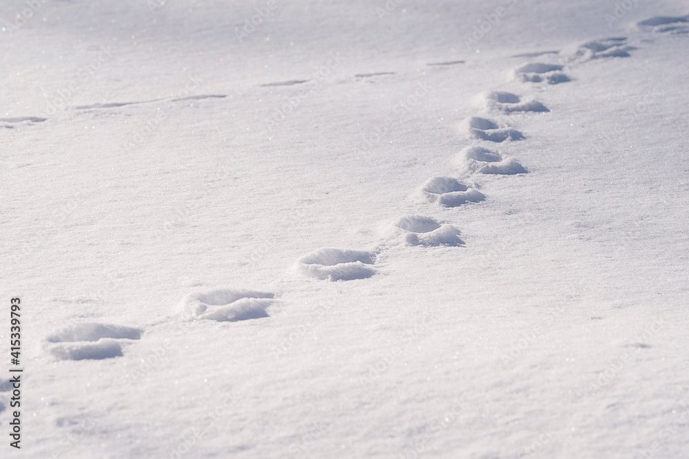 Paw Prints on Snow Made by Animals Paw Prints on Snow Made by Animals