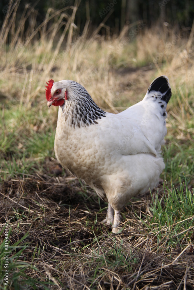 Fototapeta premium Poule de Bourboug