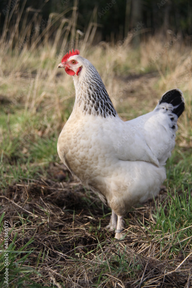 Poule blanche dans le verger