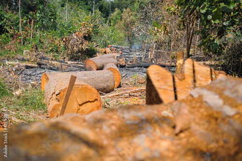 Illegal deforestation areas. Cutting down wood, burning wood and damaging the environment