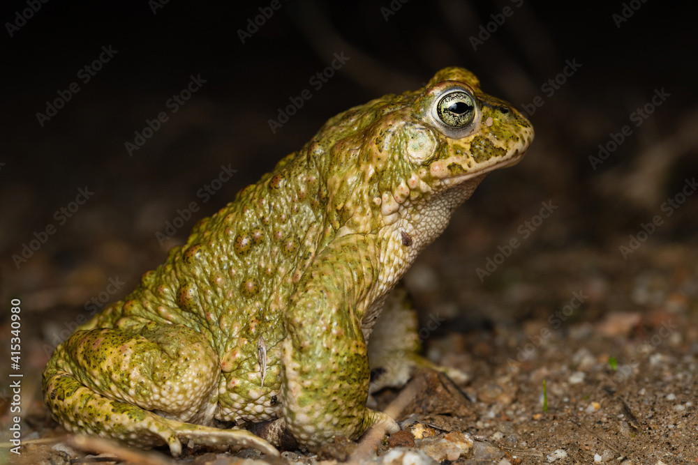 Fototapeta premium male Natterjack toad (Epidalea calamita)