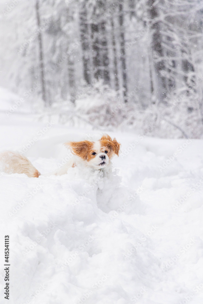 white cavalier spaniel dogy playing in the snow white cavalier spaniel dogy playing in the snow