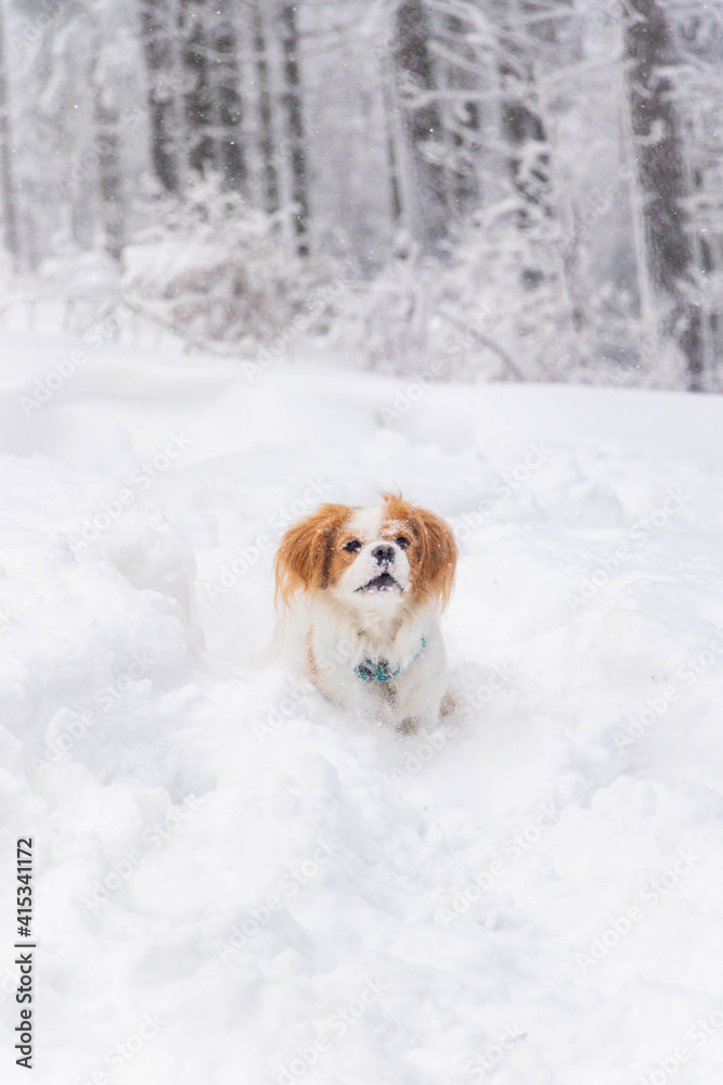 white cavalier spaniel dogy playing in the snow