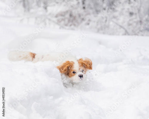 white cavalier spaniel dogy playing in the snow