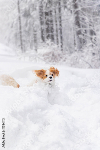 Fototapeta Naklejka Na Ścianę i Meble -  white cavalier spaniel dogy playing in the snow