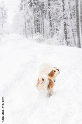 Fototapeta Naklejka Na Ścianę i Meble -  white cavalier spaniel dogy playing in the snow