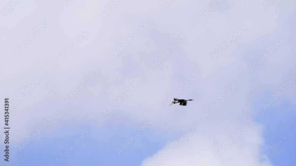 Wreathed Hornbill Fly above the white mist scattered on the top of the mountain, the treetops in the rainforest. Wreathed Hornbill Fly above the white mist scattered on the top of the mountain, the treetops in the rainforest.