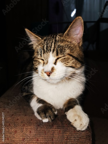 portrait of a cat © Vitobar
