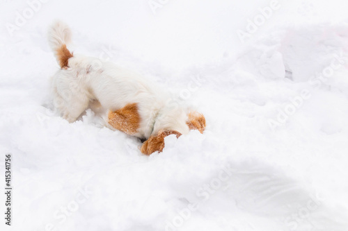 white cavalier spaniel dogy playing in the snow © Magdalena