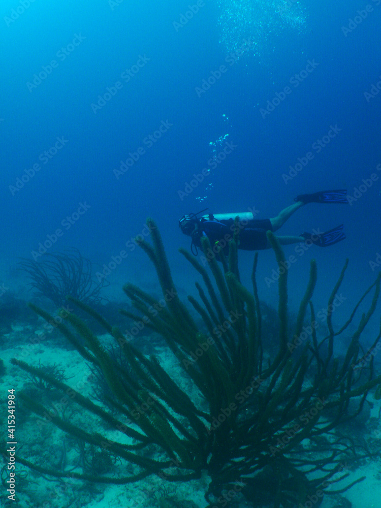 Fototapeta premium scuba divers , caribbean sea . Aruba Island
