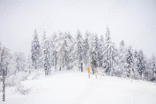 winter forest in the mountain covered by snow 