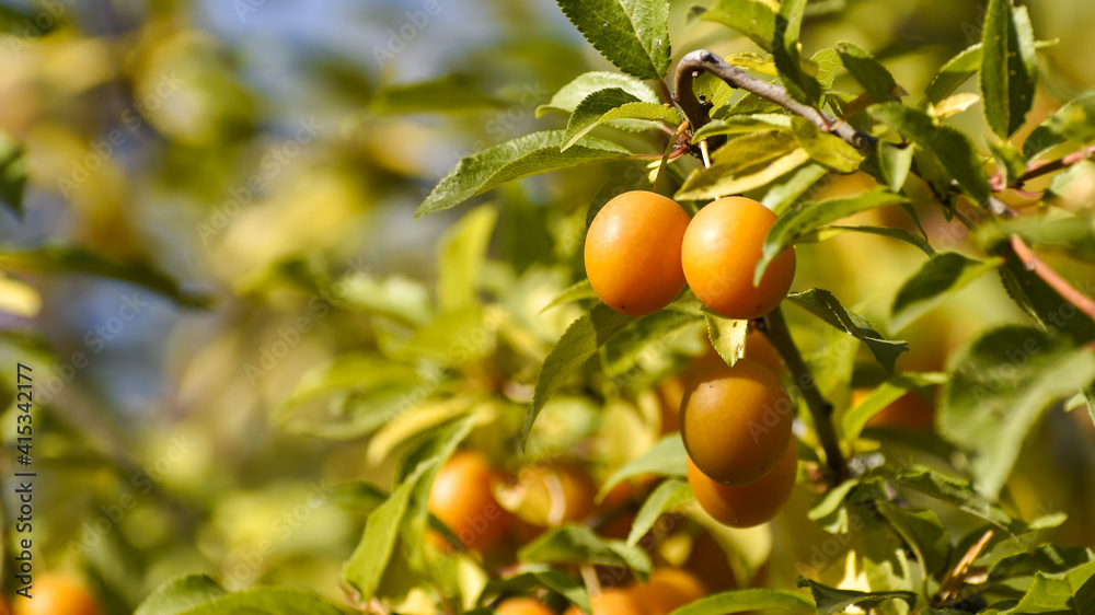 Yellow cherry plum fruits on a branch. Ripe cherry plum fruits close-up.