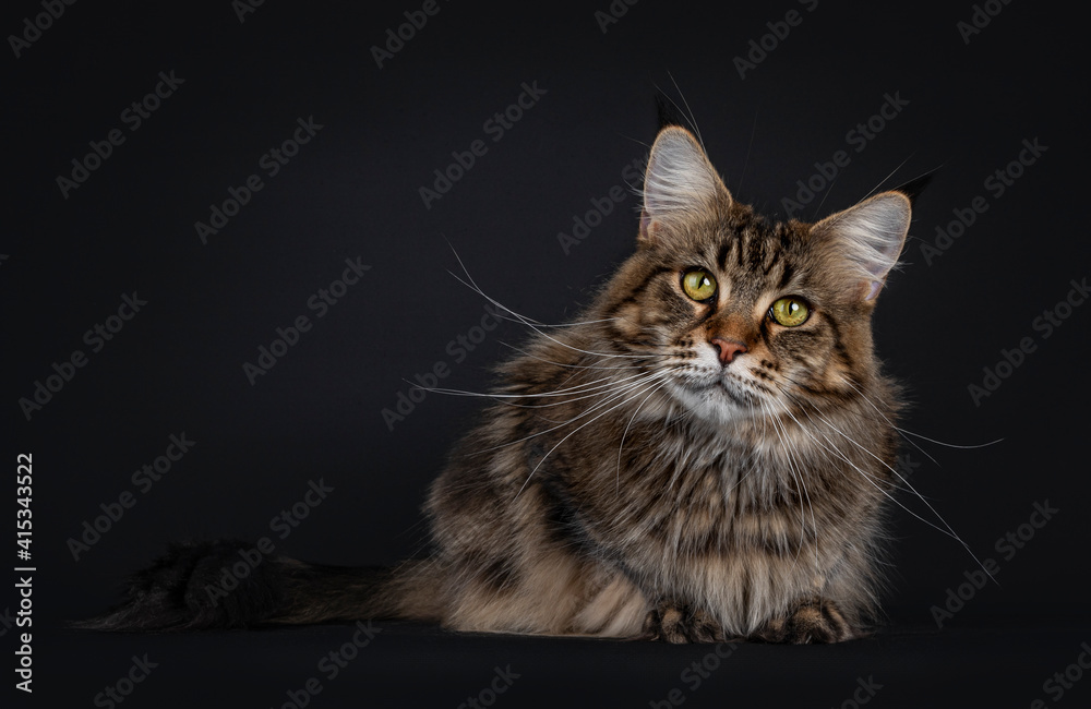 Impressive young adult black tabby Maine Coon cat, laying down facing front. Looking straight to camera with mesmerising eyes. Isolated on black background.