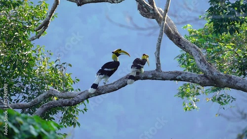 Wreathed Hornbilll Bar-pouched wreathed hornbill Eating fruit in the forest of Khao Yai National Park.