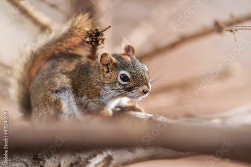 American red squirrel Tamiasciurus hudsonicus sitting on branch, closeup detail