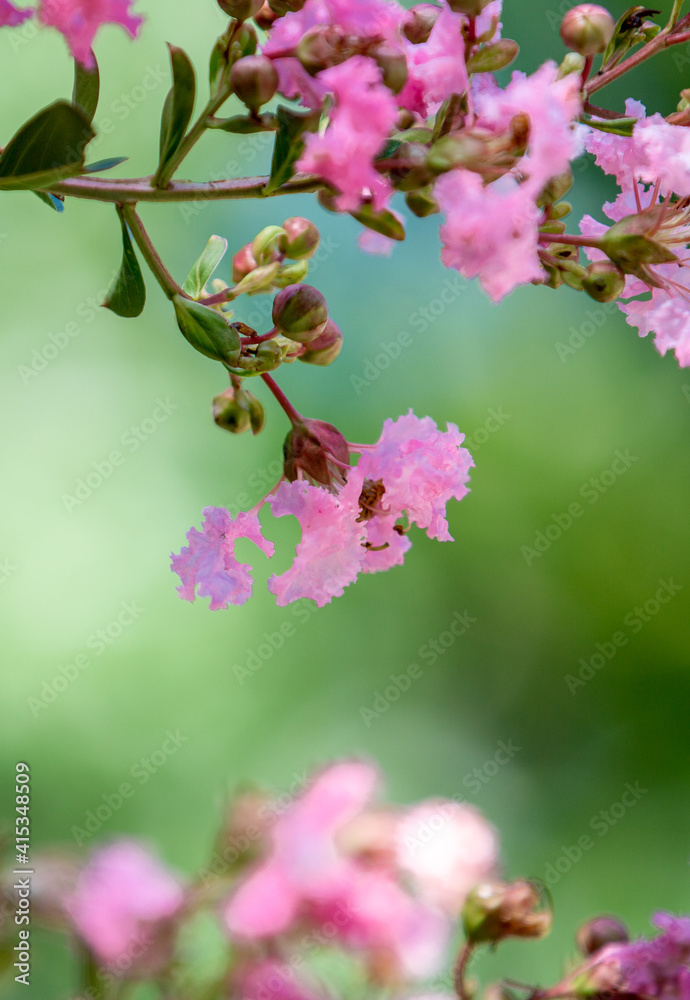 Closed-up of Pink Crepe myrtle flowers blooming in Spring against green background. Closed-up of Pink Crepe myrtle flowers blooming in Spring against green background.