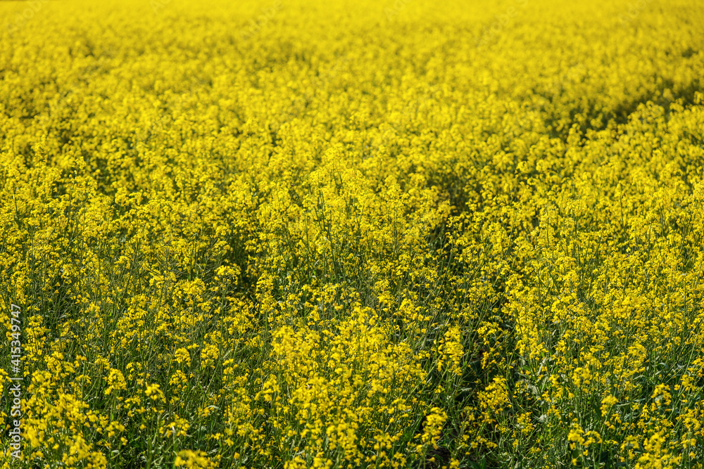 Bright yellow rapeseed Brassica napus flowers growing on field. Bright yellow rapeseed Brassica napus flowers growing on field.