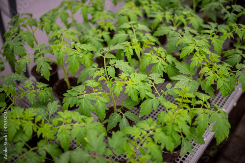 Wallpaper Mural Tomato seedlings are grown in greenhouse in pots. Spring seedlings Torontodigital.ca