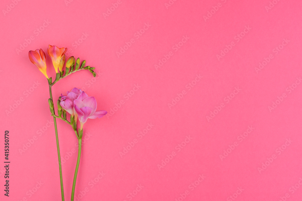 Flowers composition of fresh freesia flowers on pink background. Flat lay, top view. Copy space.