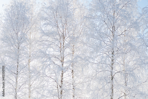 Winter landscape, trees in the snow © Galina
