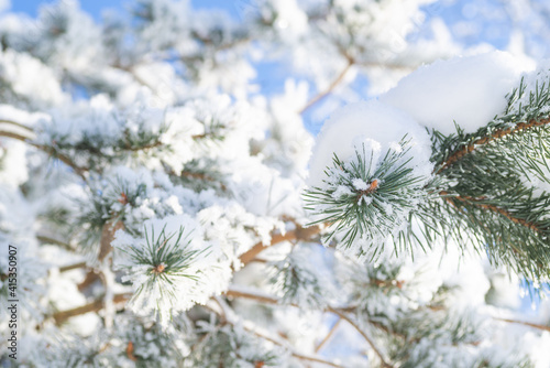 Close-up, tree branch in the snow © Galina