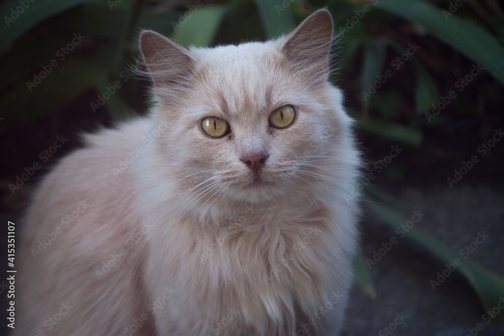 A fluffy cream-colored cat looks with green eyes