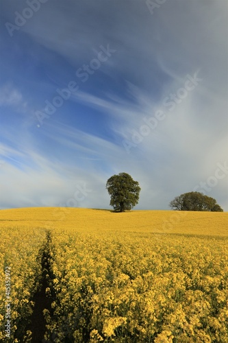 yellow rape field with tree and clouds in spring, portrait format
