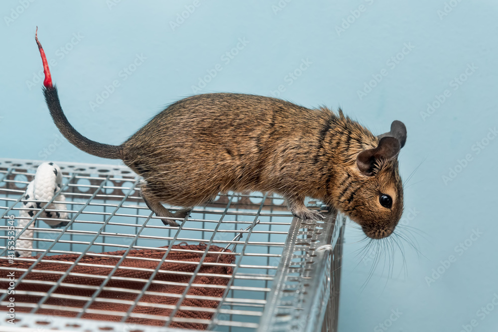 Degu mouse cheap