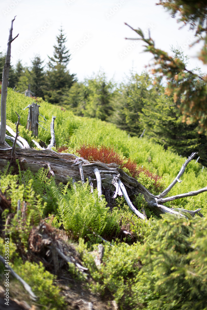 Mountain landscape - a dead tree fell among the greenery