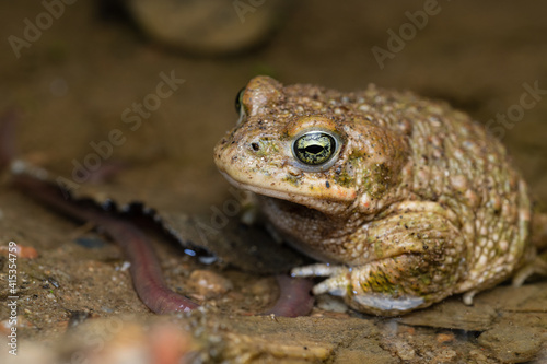 male Natterjack toad  Epidalea calamita 