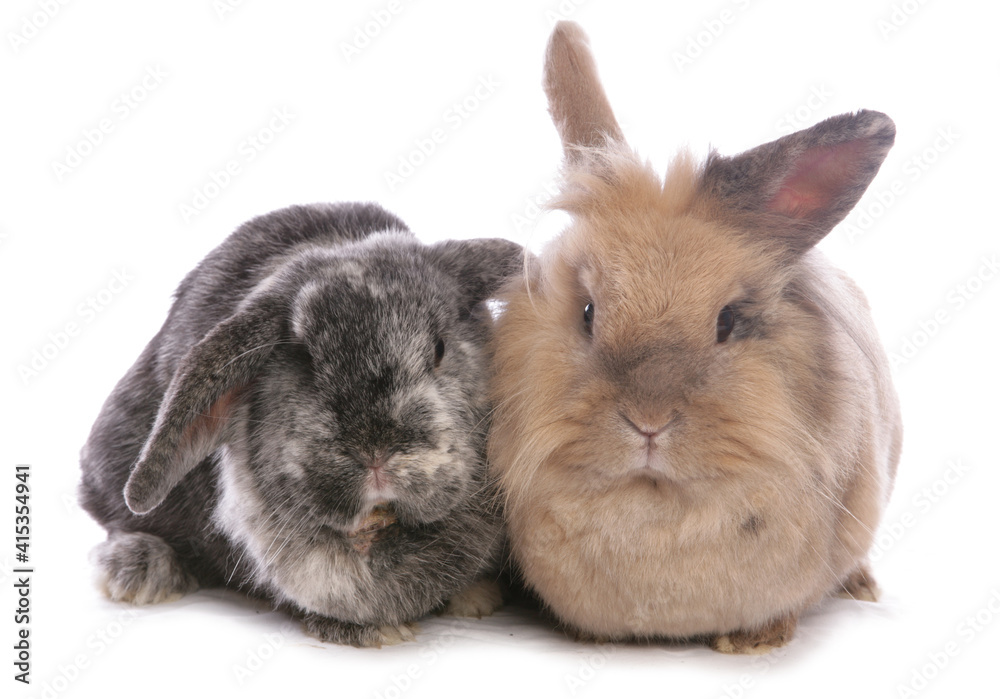 Domestic rabbit Domestic rabbit