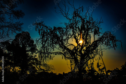 Halloween tree, tree with scary shape in twilight light, Halloween background picture.