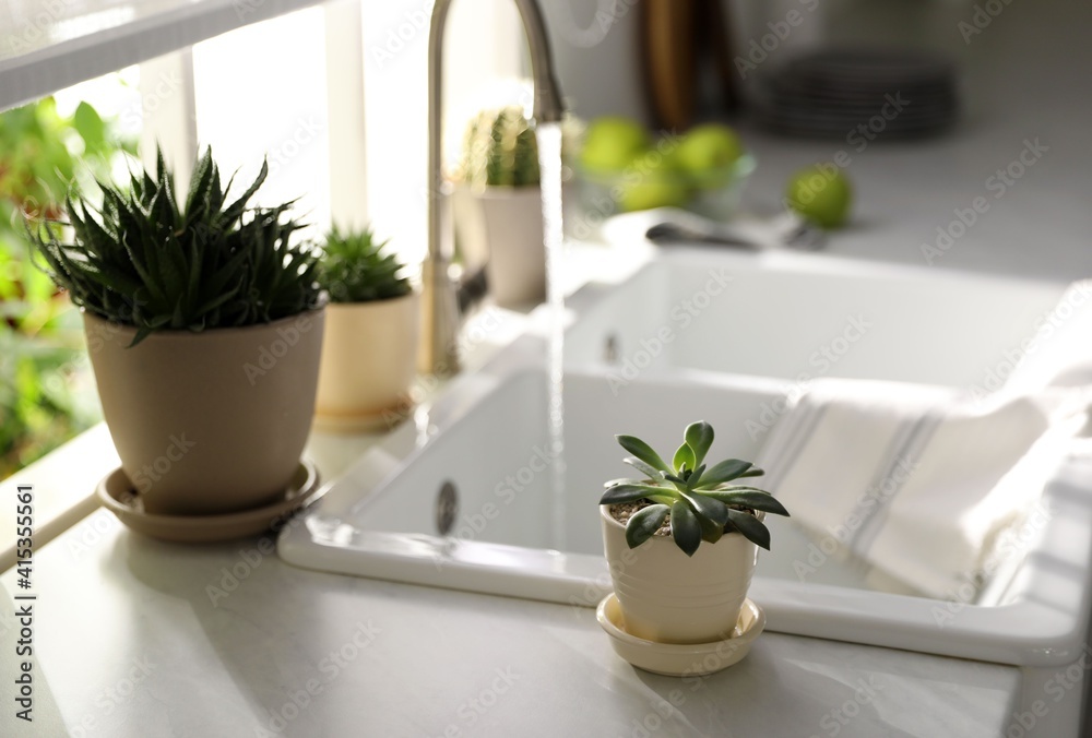 Beautiful potted plants on countertop near window in kitchen Beautiful potted plants on countertop near window in kitchen