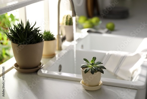 Beautiful potted plants on countertop near window in kitchen