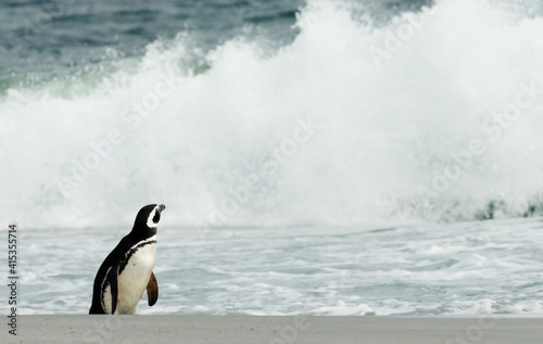 Magellanic penguin standing on a sandy beach and watching stormy ocean