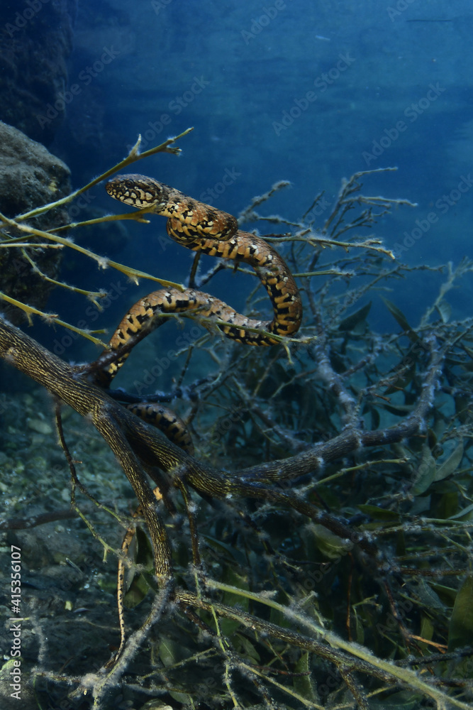 Obraz premium Freshwater snake resting on an orange tree branch