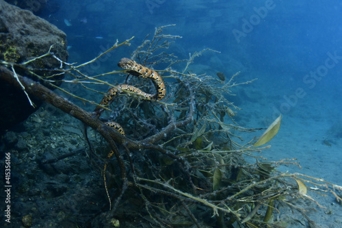 Photography freshwater snake resting on an orange tree branch