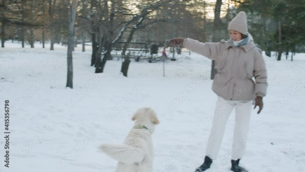 Woman in outerwear holding rope toy while playful golden retriever dog jumping and trying to catch it in park on winter day