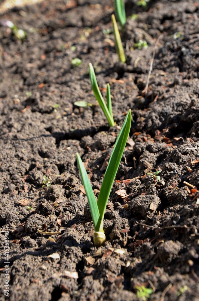 young garlic sprout growing in soil early spring young garlic sprout growing in soil early spring