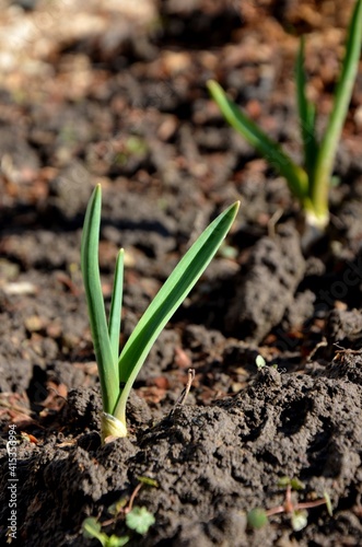 young garlic sprout growing in soil early spring