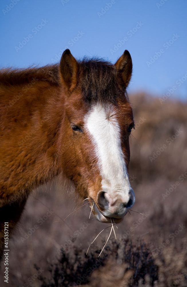 New Forest Pony