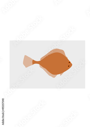 A flatfish from above on a light grey background