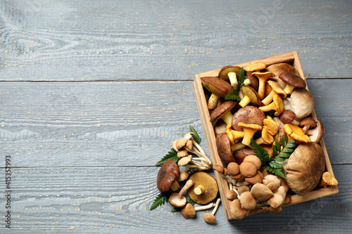 Flat lay composition with different mushrooms on grey wooden background, space for text