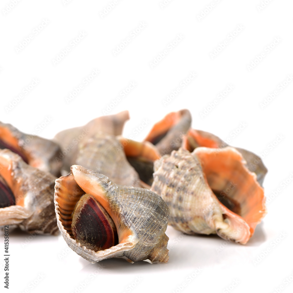 live conch on white background